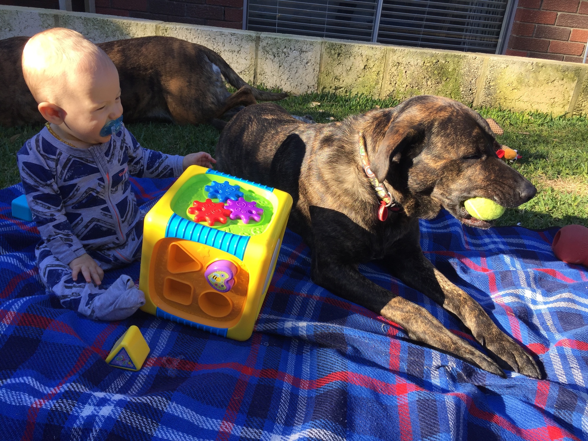 a baby sitting on a picnic rug with a dog