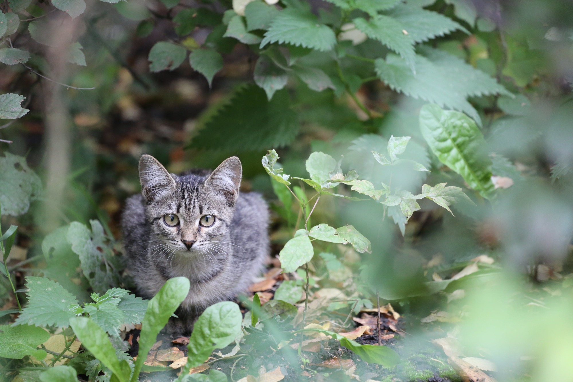 grey kitten outside in green bushes