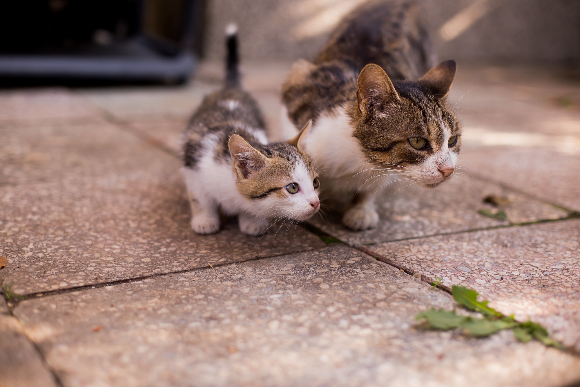 tabby cat and tabby kitten outside on the street