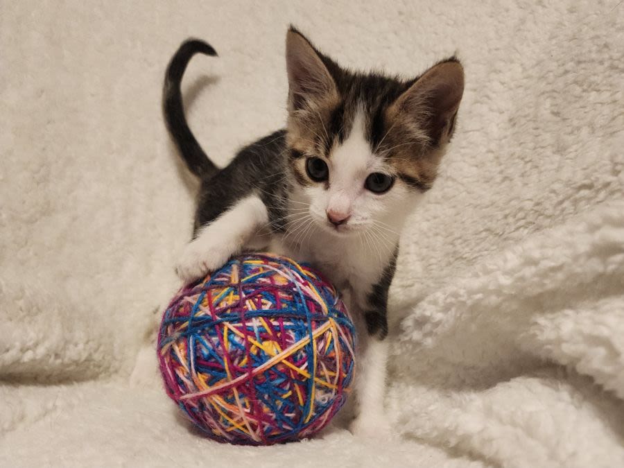 A grey, white, and brown kitten with a paw on a large colourful ball of string