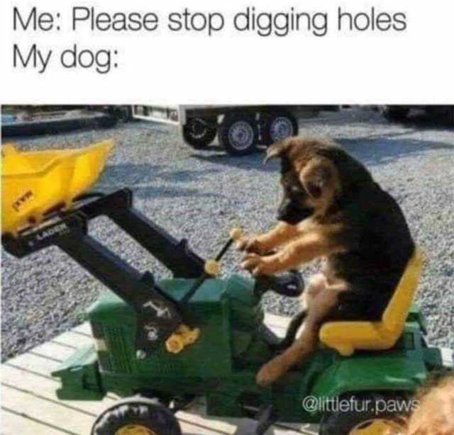 image of a dog on an excavator 