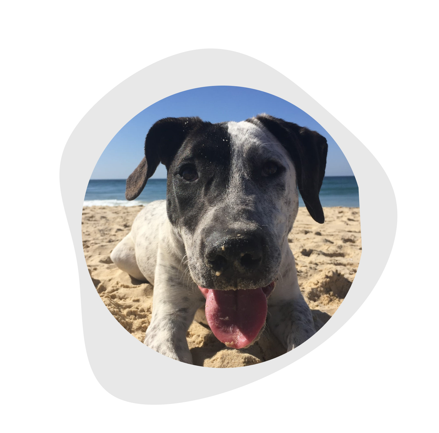 happy dog at beach